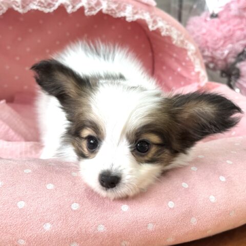 パピヨン　もこもこ・１ちゃんサムネイル