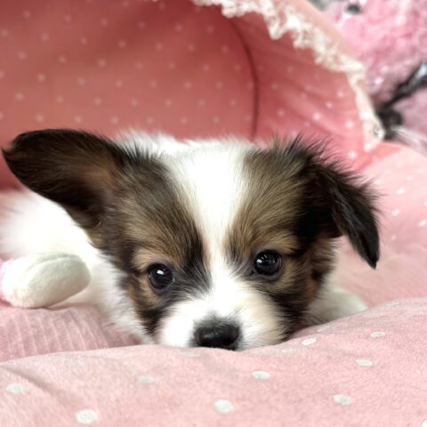 パピヨン　もこもこ・２君サムネイル