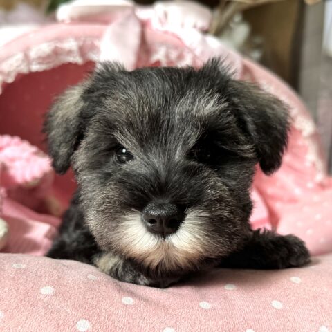 ミニチュアシュナウザー　ナナ・１ちゃんサムネイル