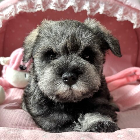 ミニチュアシュナウザー　さえか・３ちゃんサムネイル