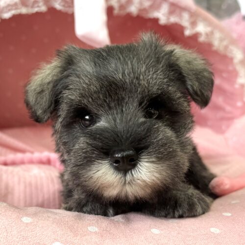 ミニチュアシュナウザー　七花・１ちゃん