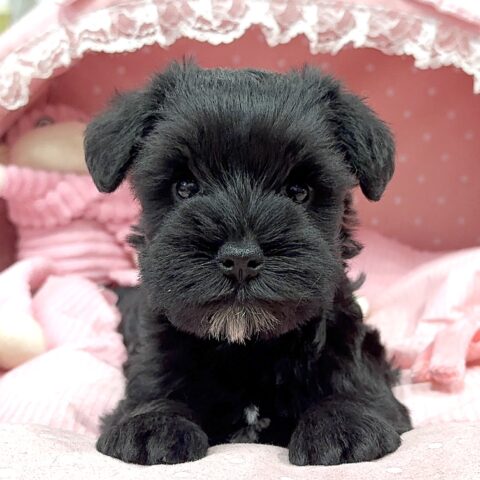 ミニチュアシュナウザー　りっか・２ちゃんサムネイル