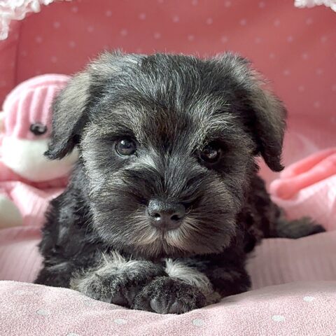 ミニチュアシュナウザー　さえか・２ちゃんサムネイル