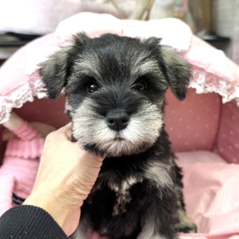 ミニチュアシュナウザー　美晴・１君サムネイル