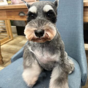 お母さん　卒業犬　Aちゃんサムネイル