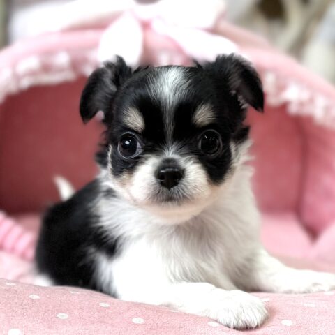 チワワ　緋色・１ちゃんサムネイル