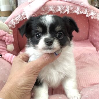 チワワ　緋色・２ちゃんサムネイル
