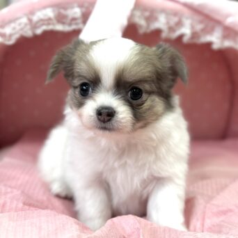 チワワ　緋色・３ちゃんサムネイル