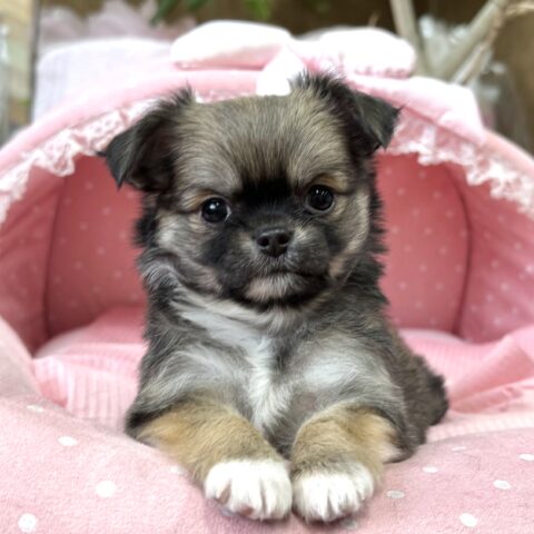 チワワ　緋色・４ちゃんサムネイル