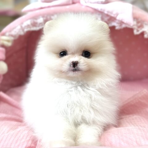ポメラニアン　シャネル・１ちゃんサムネイル