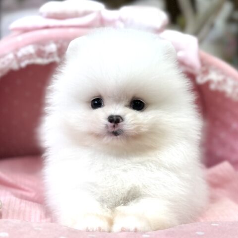 ポメラニアン　シャネル・２君サムネイル
