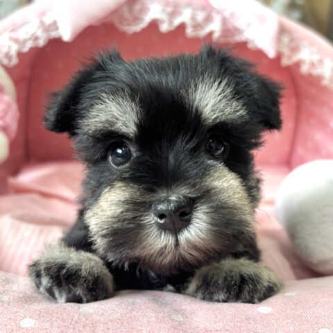 ミニチュアシュナウザー　るんか・２ちゃんサムネイル