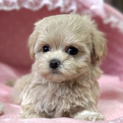 マルプー　杏・３ちゃんサムネイル