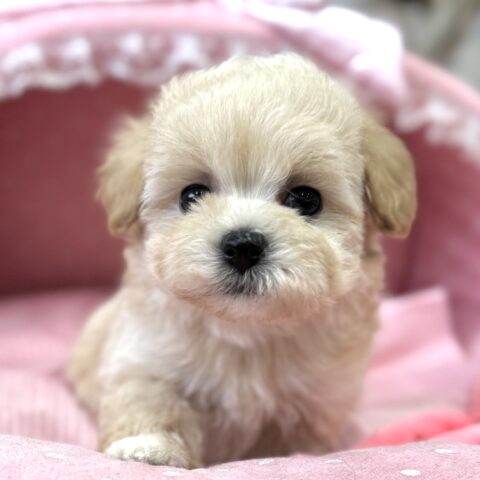 マルプー　杏・１君サムネイル
