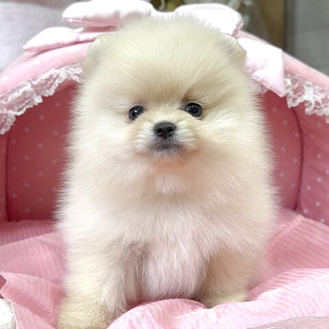 ポメラニアン　ココ・３ちゃんサムネイル