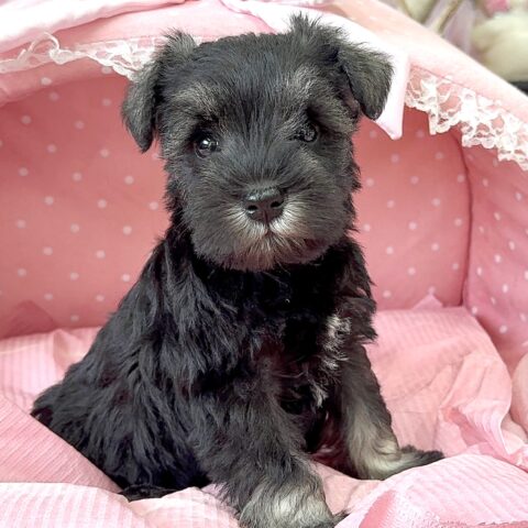 ミニチュアシュナウザー　まお・３ちゃんサムネイル