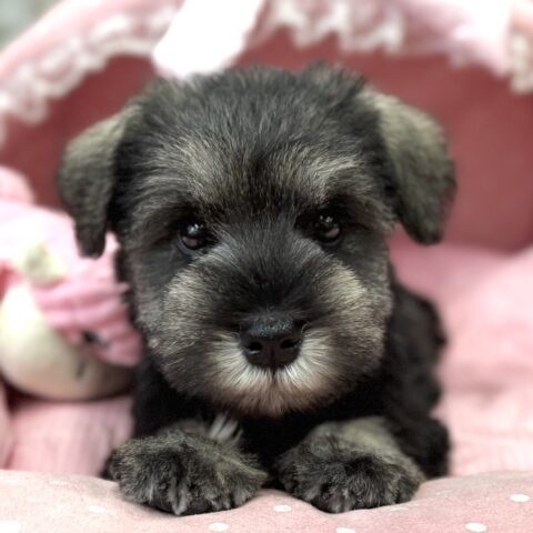 ミニチュアシュナウザー　えいか・１ちゃんサムネイル