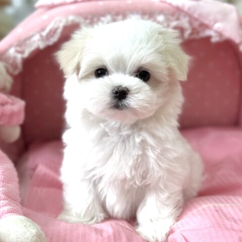 マルチーズ　らん・２ちゃんサムネイル