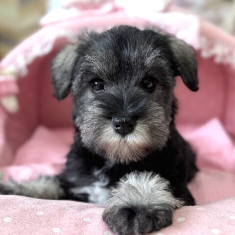 ミニチュアシュナウザー　もみじ・１ちゃんサムネイル