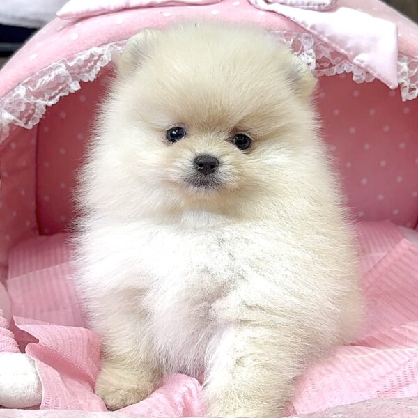 オーダー受付　ポメラニアン　エンジェル　限定パネル　ご予約ページ　5/23 ポメラニアン ココ・3ちゃん | 【公式】子犬のブリーダー・ミニチュア