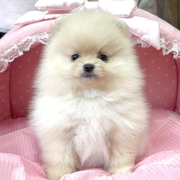 オーダー受付☆ポメラニアン ポメラニアン ココ・3ちゃん | 【公式】子犬のブリーダー
