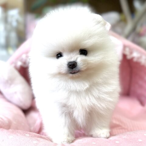 ポメラニアン　ぷりん・２ちゃんサムネイル