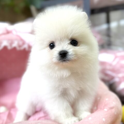 ポメラニアン　マフィン・２君サムネイル