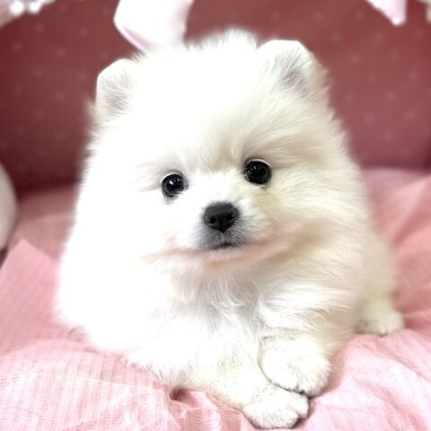 ポメラニアン　ぷりん・４ちゃんサムネイル