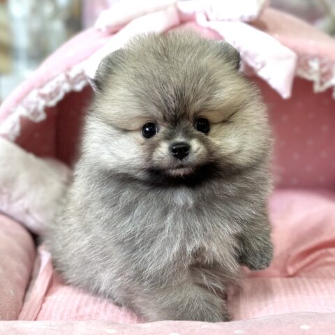 ポメラニアン　ぷりん・１君サムネイル