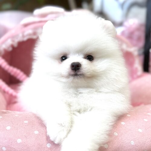 ポメラニアン　みちる・３君