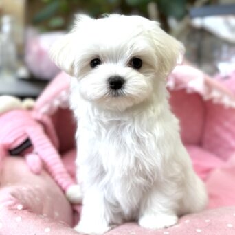 マルチーズ　シルク・１ちゃんサムネイル