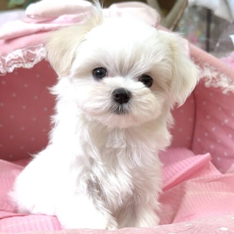マルチーズ　シルク・２ちゃんサムネイル