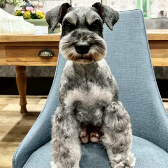 お母さん卒業犬　Mちゃんサムネイル