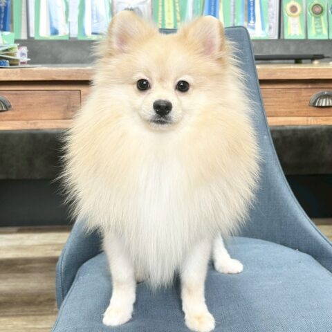 ポメラニアン　マフィン・１君