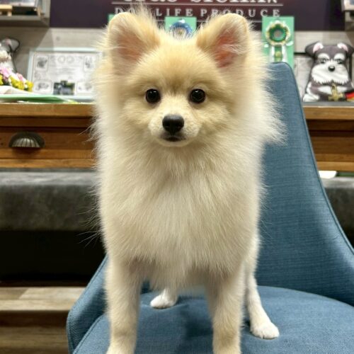 ポメラニアン　マフィン・１君