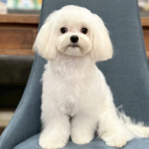 マルチーズ　シルク・１ちゃん