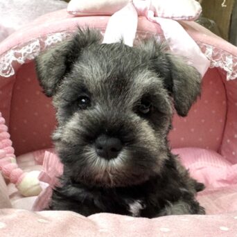 ミニチュアシュナウザー　セラン・５ちゃんサムネイル