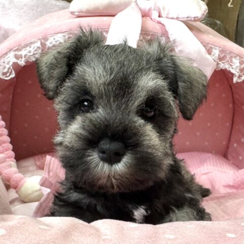 ミニチュアシュナウザー　セラン・５ちゃんサムネイル