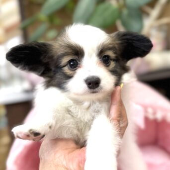 パピヨン　ゆか・３ちゃんサムネイル