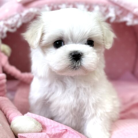 マルチーズ　ゆき・２君サムネイル