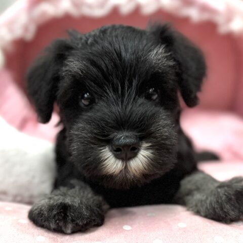 ミニチュアシュナウザー　うき・５ちゃんサムネイル