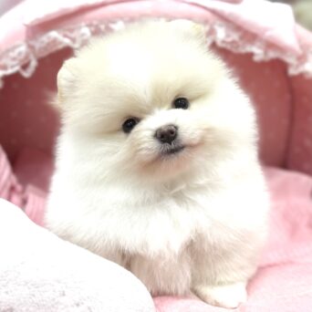ポメラニアン　ちるちる・１ちゃんサムネイル