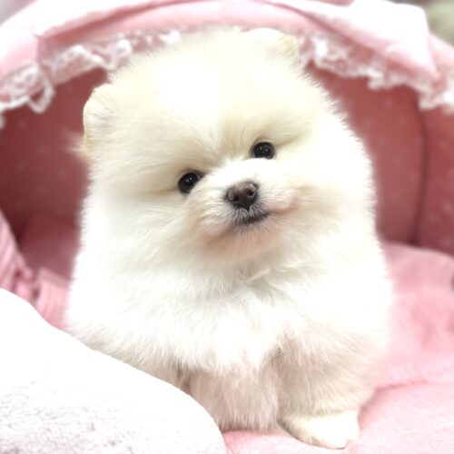 ポメラニアン　ちるちる・１ちゃん