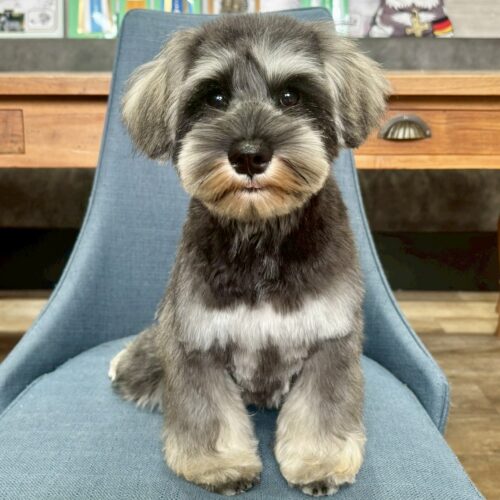 ミニチュアシュナウザー　シング・１ちゃん