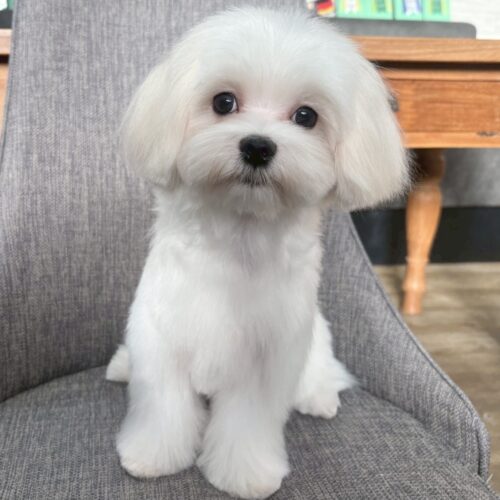 マルチーズ　ゆき・２君