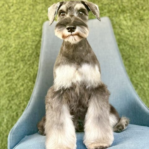 ミニチュアシュナウザー　うき・１君