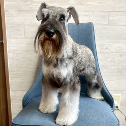 ミニチュアシュナウザー　天音・２君