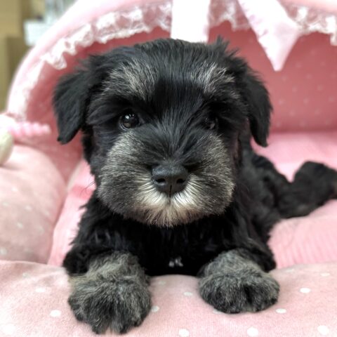 ミニチュアシュナウザー　ほのか・２ちゃんサムネイル