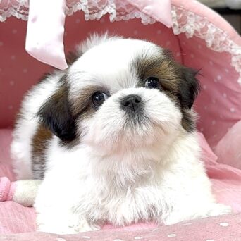 シーズー　チーズ・２ちゃんサムネイル