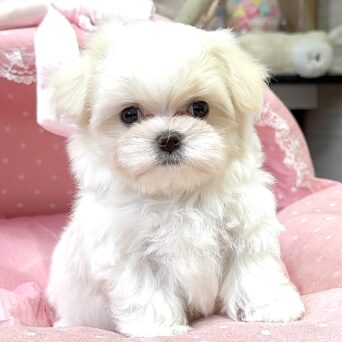 マルチーズ　しおり・１君サムネイル